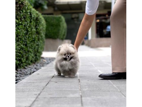 Pomeranian bebekler