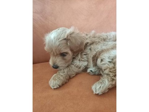 Çok tatlı maltipoo erkek yavrumuz