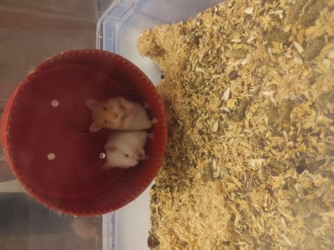 Tatlış yavru hamster yavrucaklar