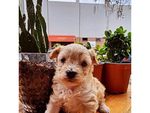 60 günlük orjinal maltipoo yavru
