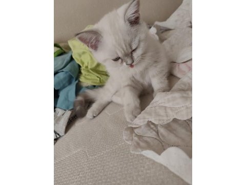 British shorthair blue point dişi