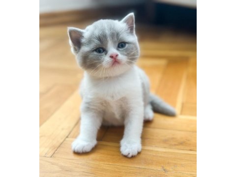 Nadir bulunan lilac rengi yavru british shorthair