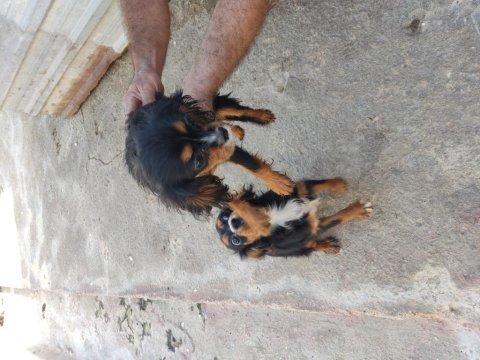 Cavalier king charles dişiler mersin 6 aylıklar