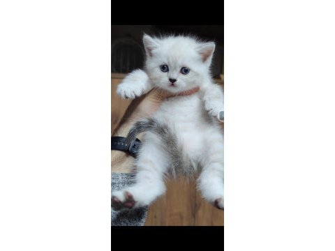 British shorthair kedisi
