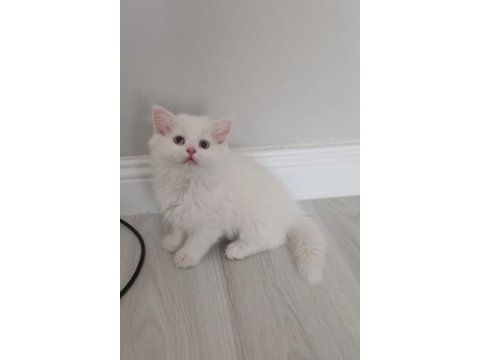 British longhair golden ve beyaz 4 yavru