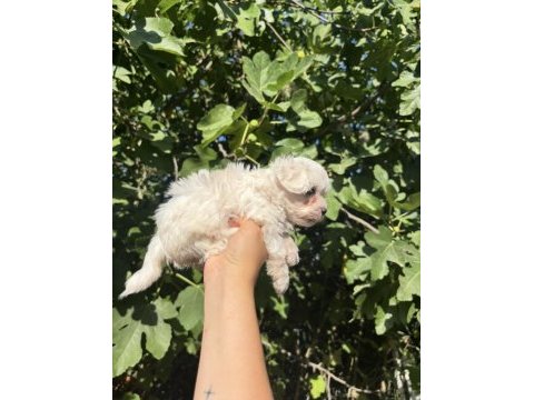 Safkan mini maltese yavru ailesini bekliyor