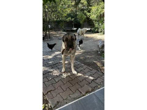 Dev kangal yavrular rezerveye açıktır