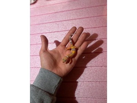 Leopard gecko garantili morph