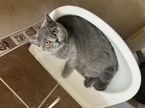 Ücretsiz sahiplendirme british shorthair