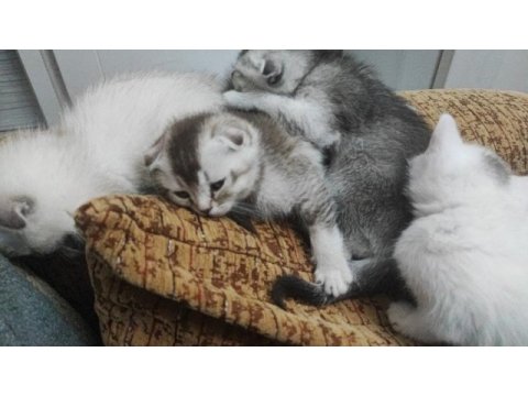 50 günlük scottish fold yavrular
