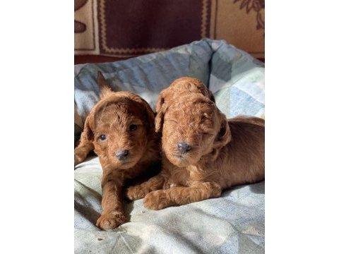 Aşılı red brown toy poodle