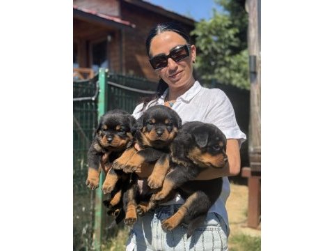 Rottweiler fcı şecereli yavrular