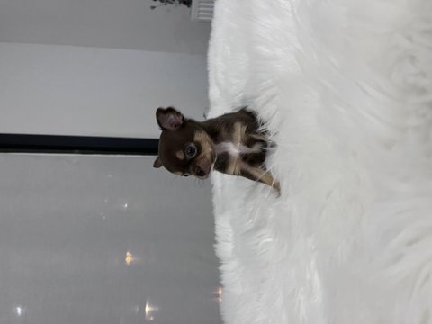 Micro erkek çikolata tan şivava