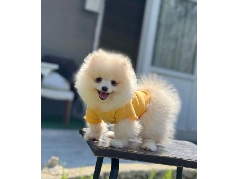 Pomeranian boo yavrular