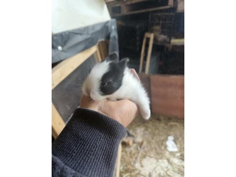 Cüce tavşan evcil ırk