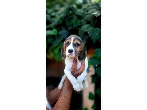 Beagle yavrularımız safkan bebişler
