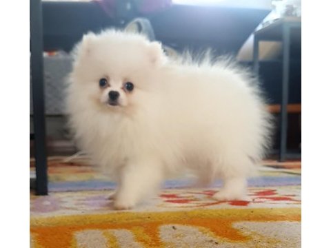 Pomeranian boo bebeklerimiz ırk garantili