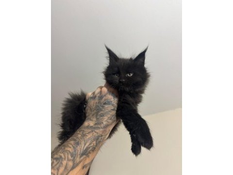 Safkan full scrli beyaz aslan maine coon yavruları