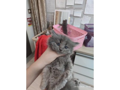 Erkek british longhair