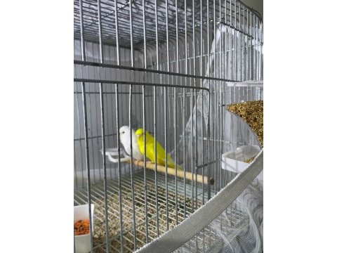 Muhabbet kuşu takım