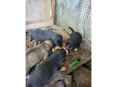 Cep köpeği şivava iki aylık yavru