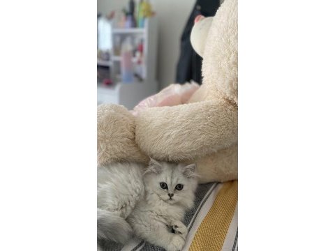 British longhair dişi kedimiz