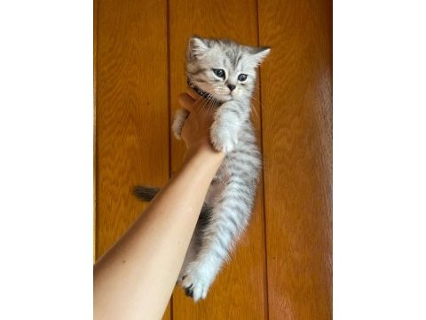 Silver tabby british shorthair