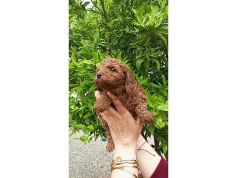 Toy poodle yavrular teslime hazır