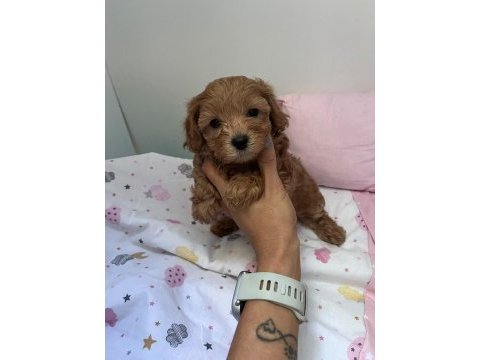 Anne maltipoo baba toy poodle köpeğimiz