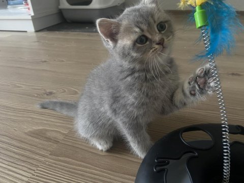 Yavru british shorthair