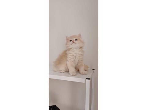 Özel renk chocolate golden british longhair