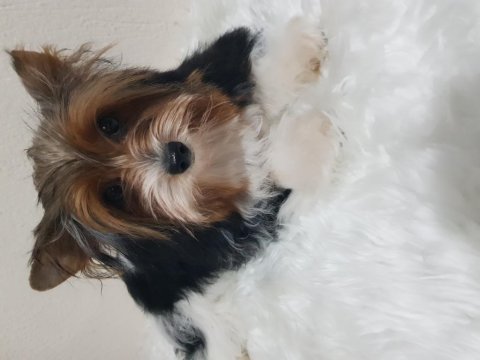 Disi biewee yorkshire terrier