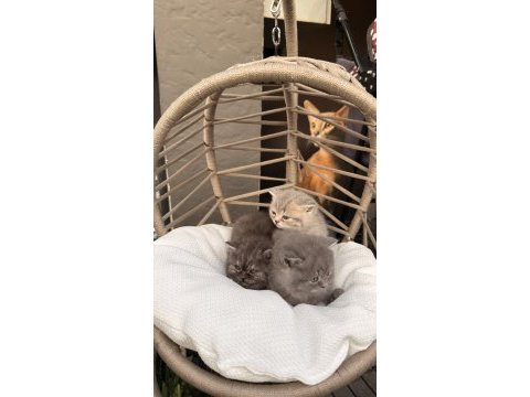Sütten kesilmiş minik bebek yavru kediler