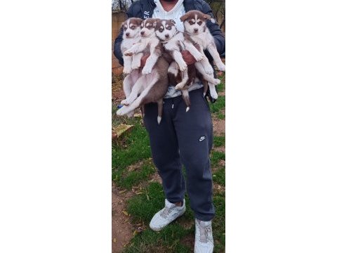 A kalite sibirya kurt yavrularımız