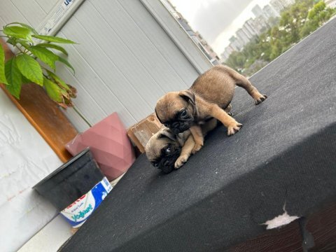 Pug mops kaliteli son yavrularım