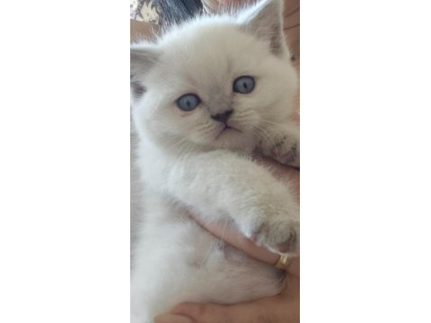 British shorthair bebeklerime güzel yuva arıyorum