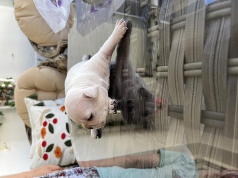 Rezerveye açık pilatinyum french bulldog