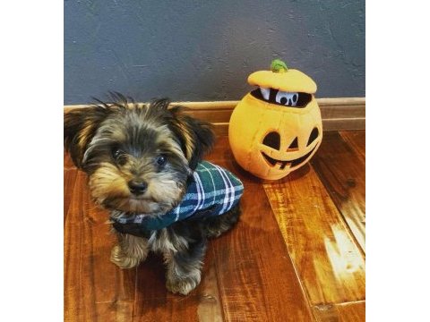 Yorkshire terrier yavrularımız