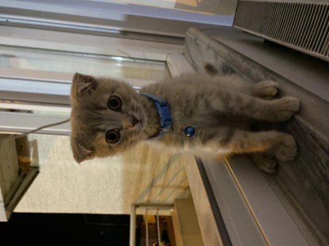 Satılık kedi scottish fold