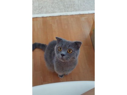 Erkek scottish fold british shorthair 2 yaşında