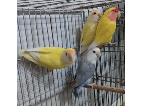 Son kalan sevda papaganları buyrun sizde sahiplenin