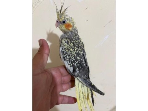 48 günlük full evcil pearl sultan papağanı bebek