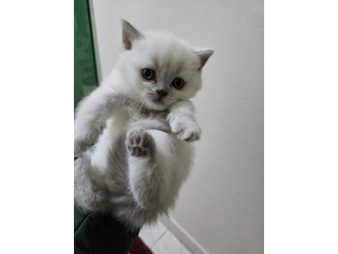 British shorthair blue point ve british gri yavrularım