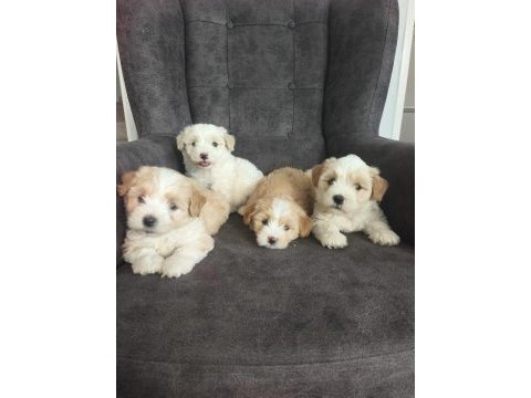 Maltipoo bebekleri