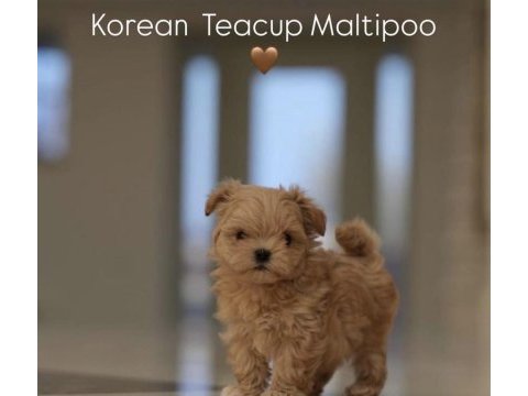 Kore maltipoo