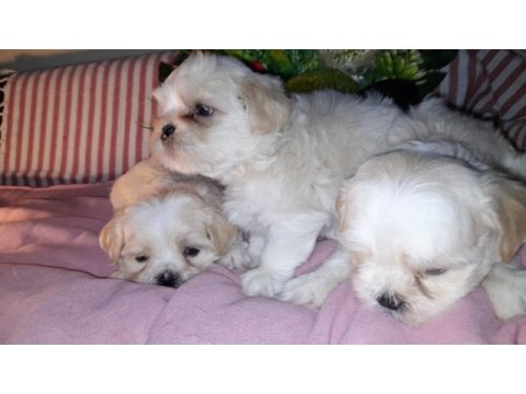 Shih tzu bebeklerimiz