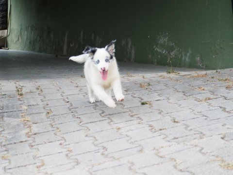 Bluw merle border collie