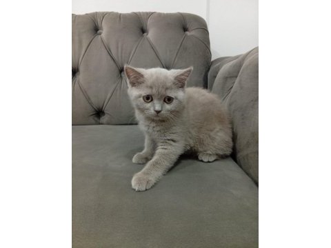 2.5 aylık dişi british shorthair