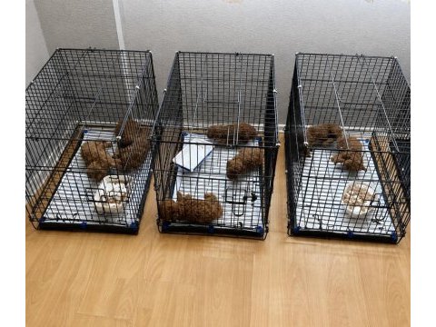 1 haftaya teslim ev üretimi toy poodle bebekler