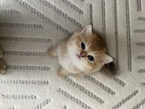 Anne baba şecereli golden british shorthair yavrular